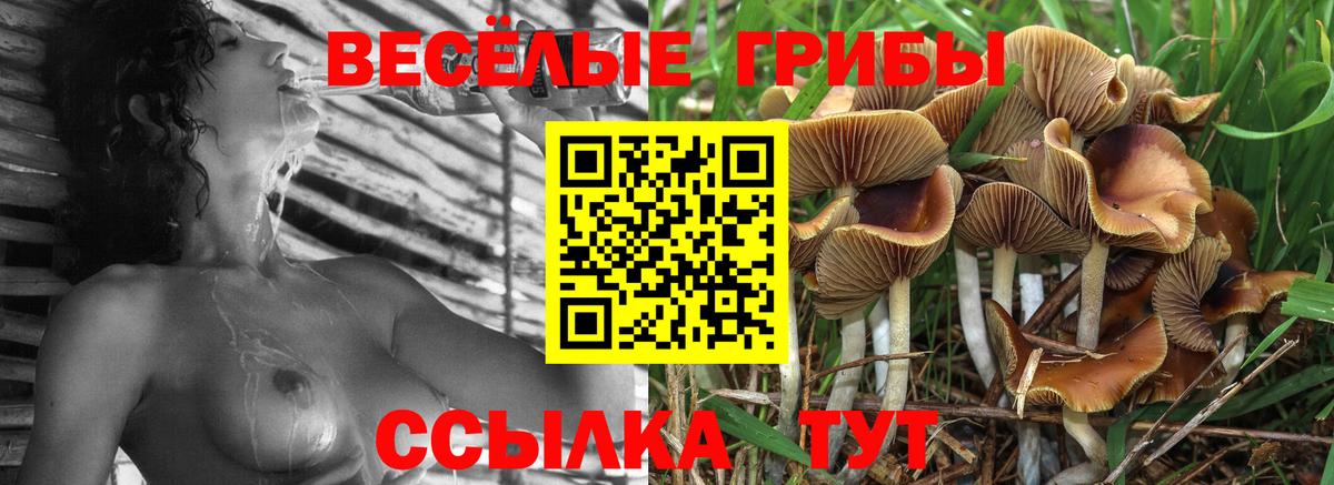 Галлюциногенные грибы Cubensis Подольск